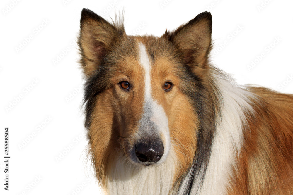 scottish collie