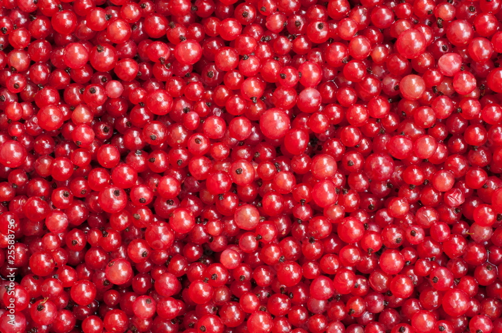 Berries of a red currant Berries of a red currant
