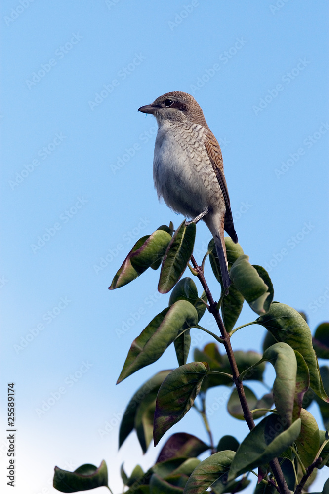Shrike on bush on blue sky background Shrike on bush on blue sky background