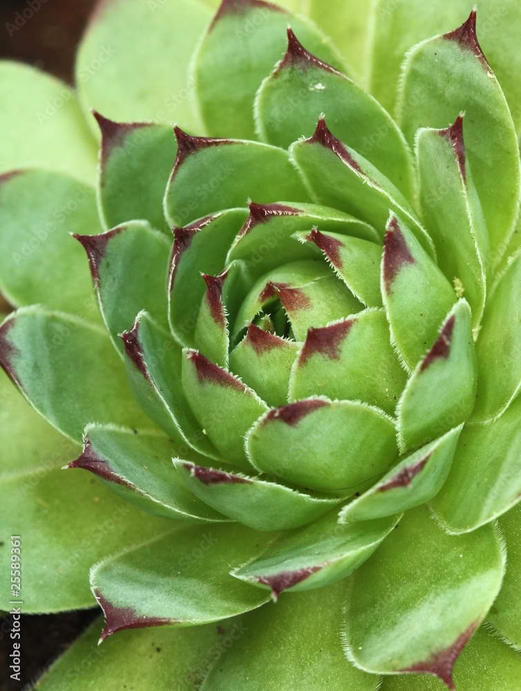 Houseleek flower Houseleek flower