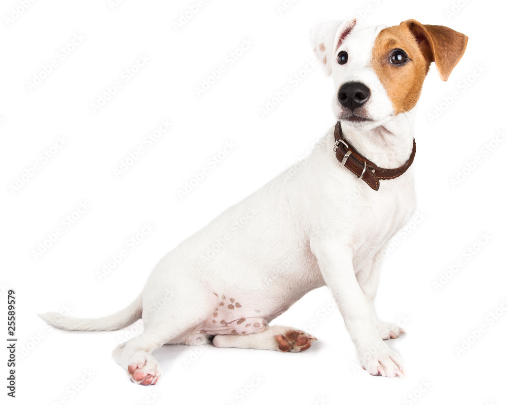 Jack Russell terrier, puppy