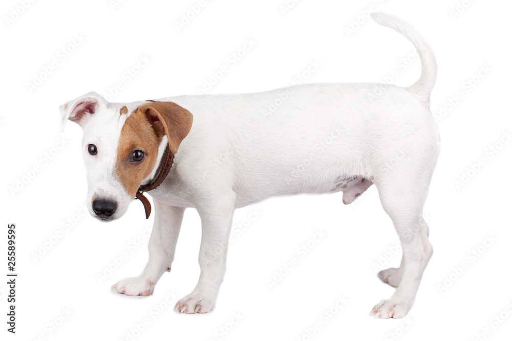 Jack Russell terrier, puppy