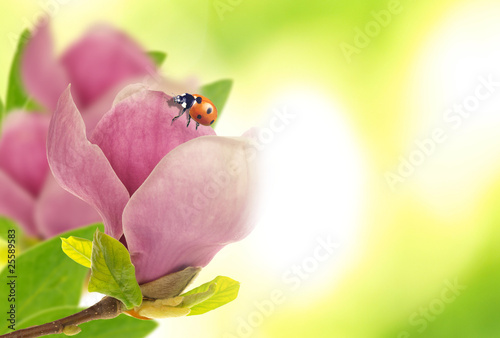 Beautiful ladybug on magnolia
