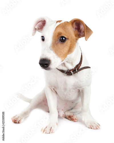 Jack Russell terrier  puppy