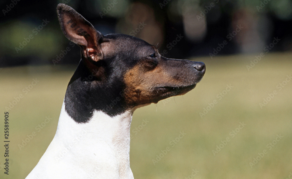 portrait de profil d'un american toy fox terrier