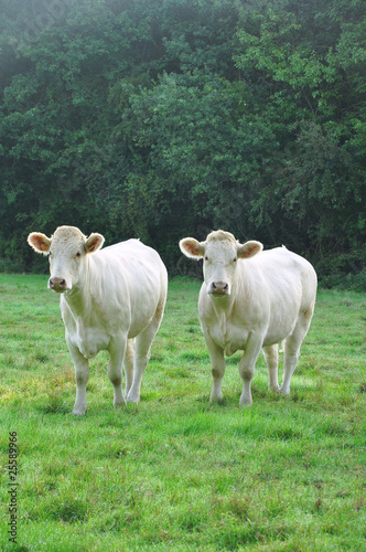 jeunes vaches dans un pré
