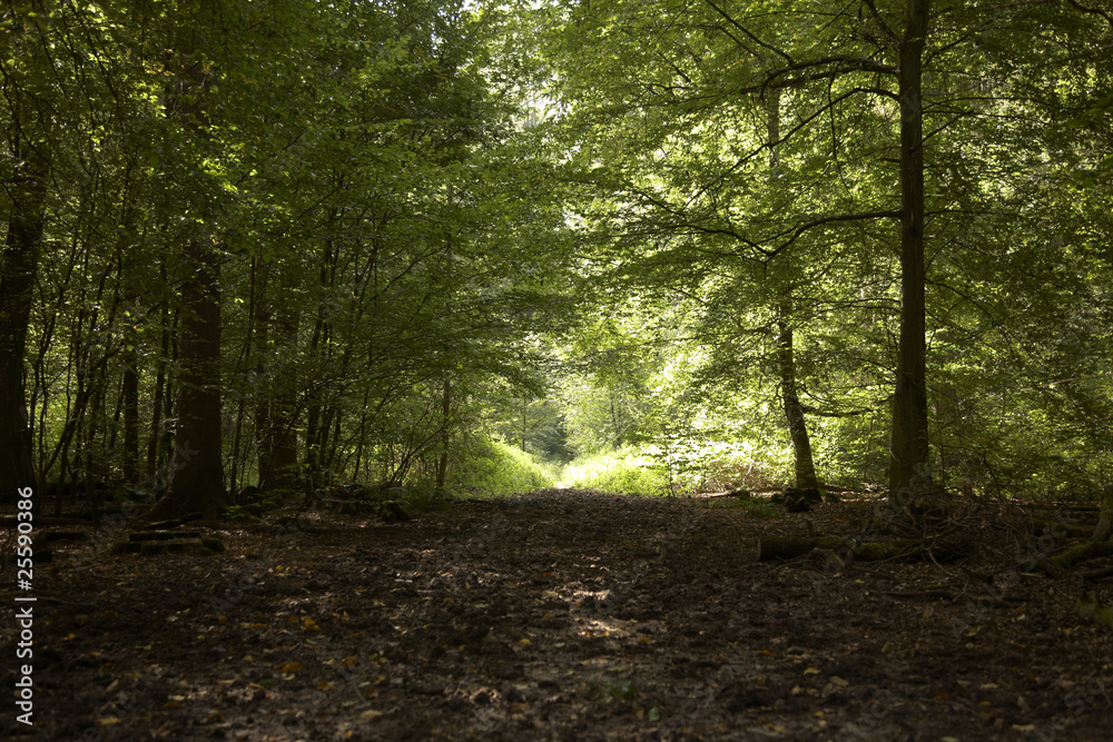 Waldlichtung im Frühherbst Waldlichtung im Frühherbst