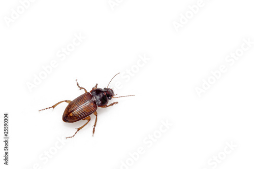 beetle on a white background