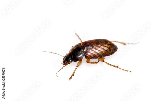 beetle on a white background
