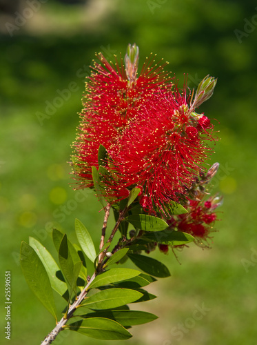 Bottlebrush flower photo