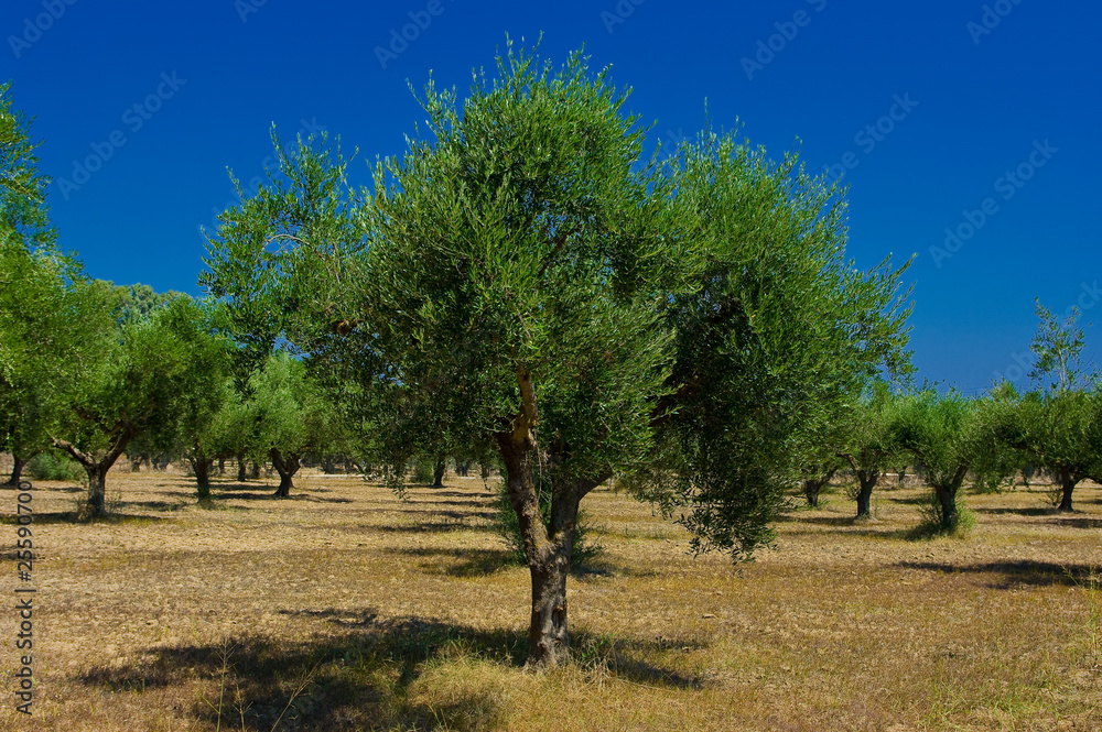 A olive grove in Zakynthos island, Hellenic Republic