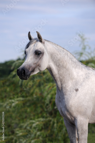 portrait of beautiful gray arabian horse