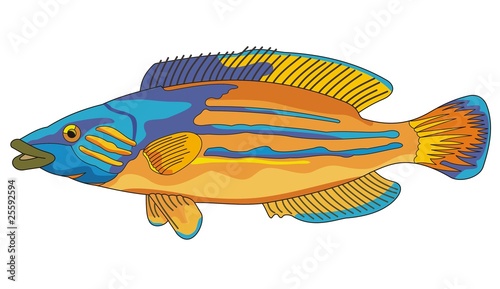 fish cuckoo wrasse
