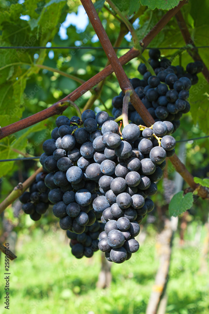 Blue grapes