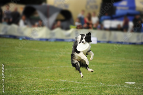 Frisbee Dog