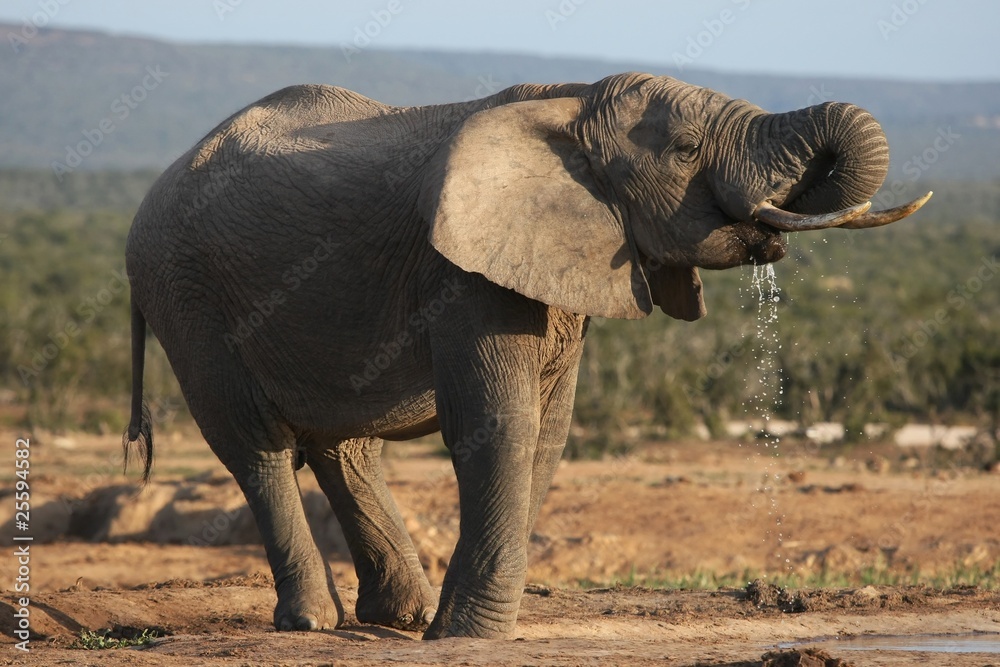 Fototapeta premium African Elephant Bull Drinking