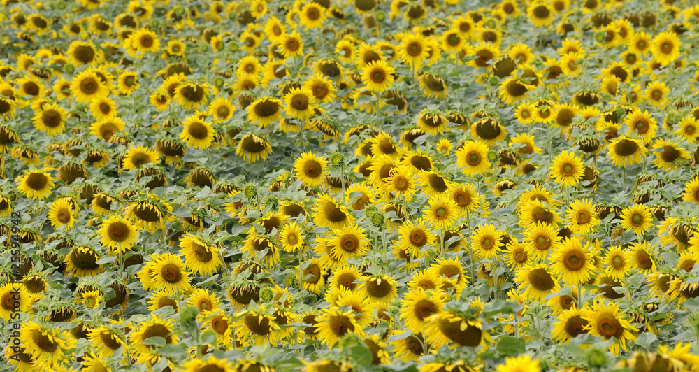 Sonnenblumenfeld Sonnenblumenfeld