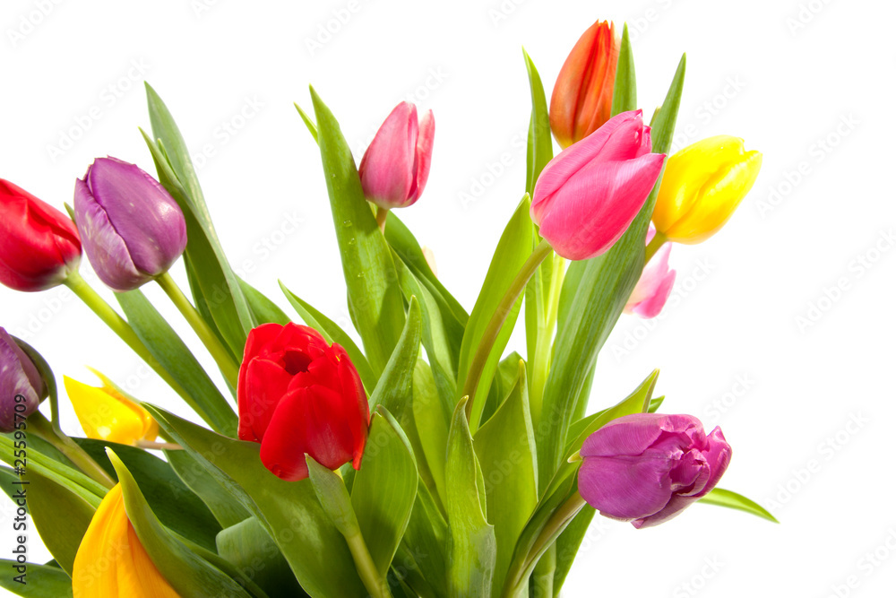 Fototapeta bouquet of colorful tulips over white background