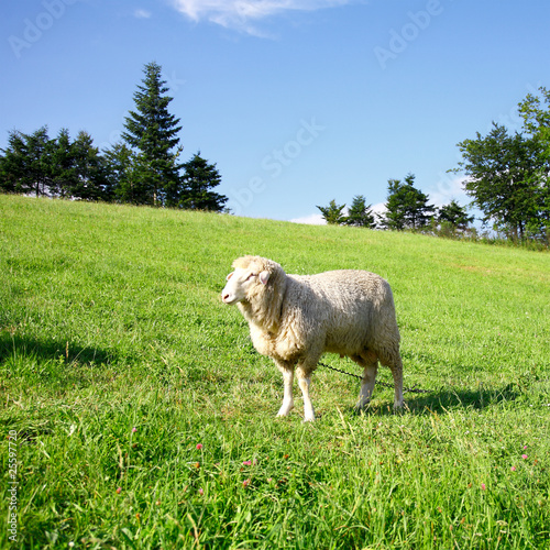 One sheep on a green meadow