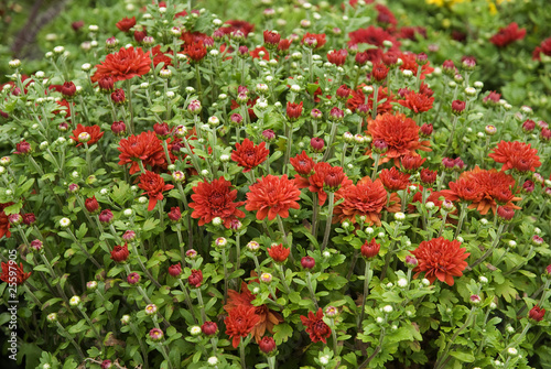 field of beautiful mums