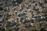 Birds at the Ballestos Islands