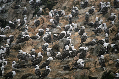 Birds at the Ballestos Islands © Rossillicon Photos