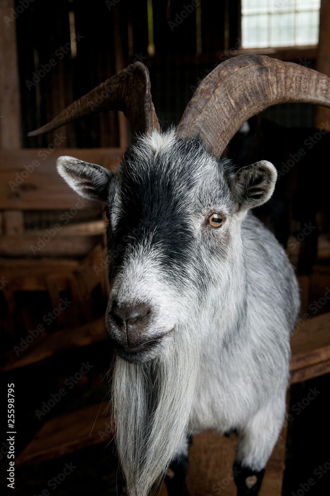Obraz premium Goat