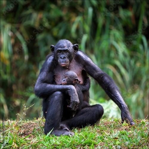 Bonobo with a cub.