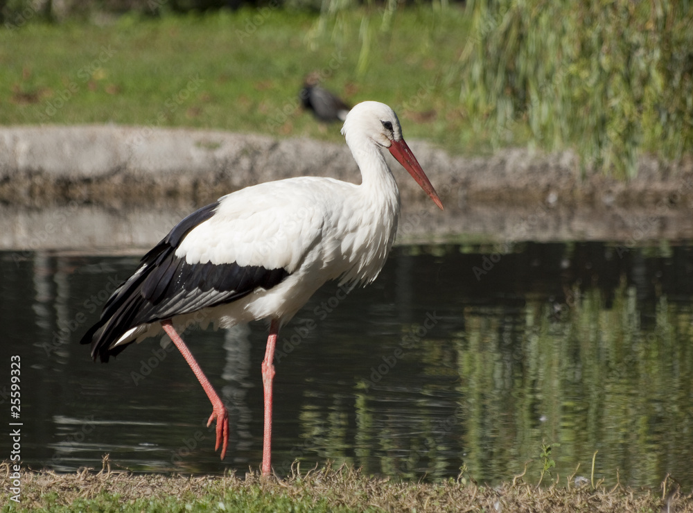 cicogna cicogna