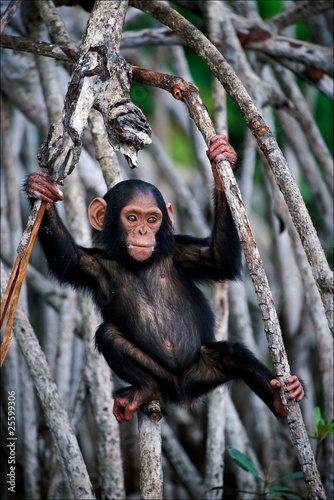 The kid of a chimpanzee.