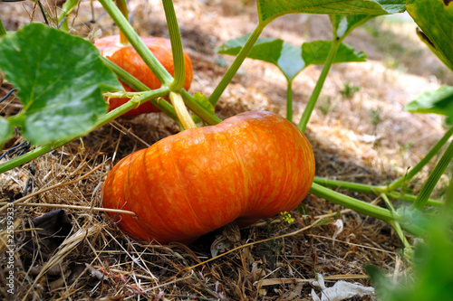 Orange Cinderella Pumpkin