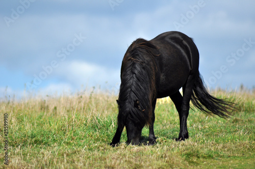 wild horse on the field in Cornwall  Uk