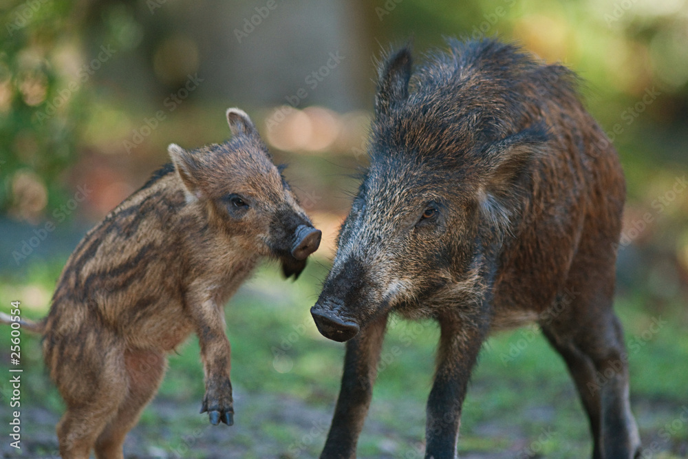 Female wild boar with playful piglet Female wild boar with playful piglet