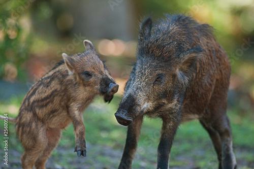 Female wild boar with playful piglet