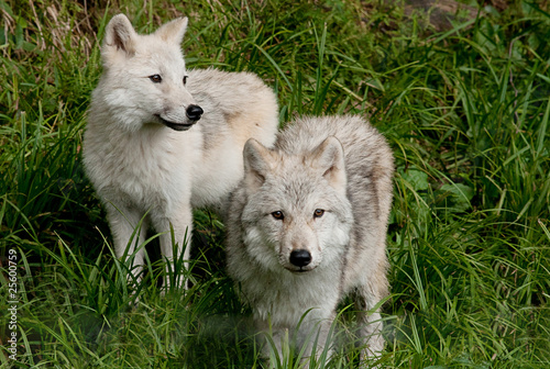 Pair of Arctic wolves cubs