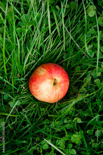 Red apple on green grass