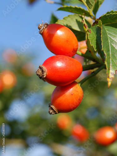 rose-hips on bush
