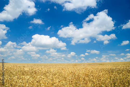 Wheaten field and the sky