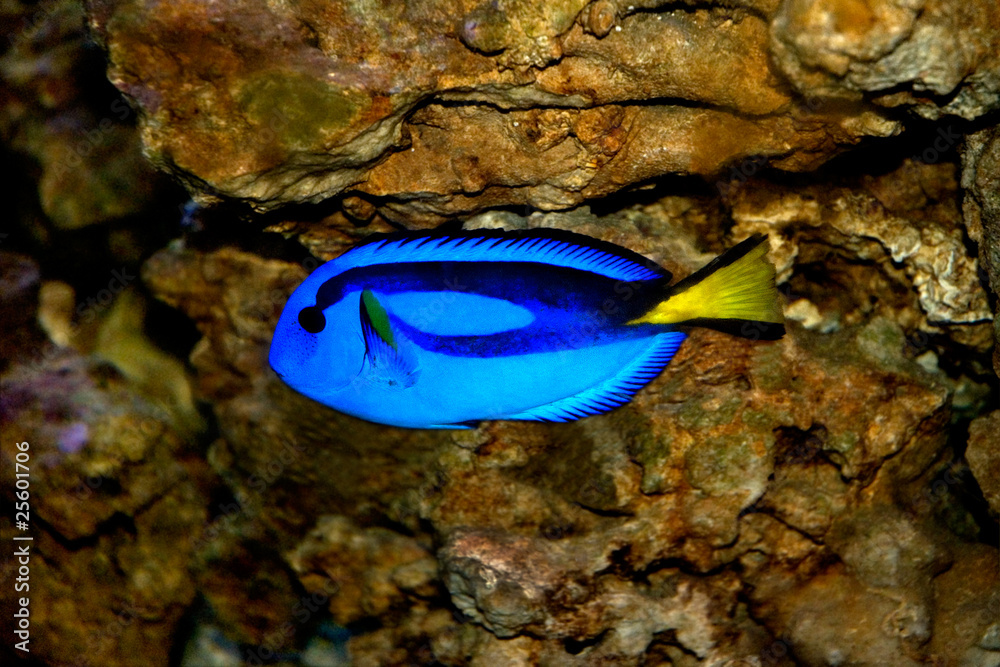 Fish Fish