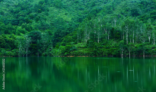 lake with tree