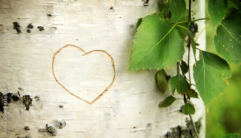 Heart curved on a birch Stock Photo Adobe Stock