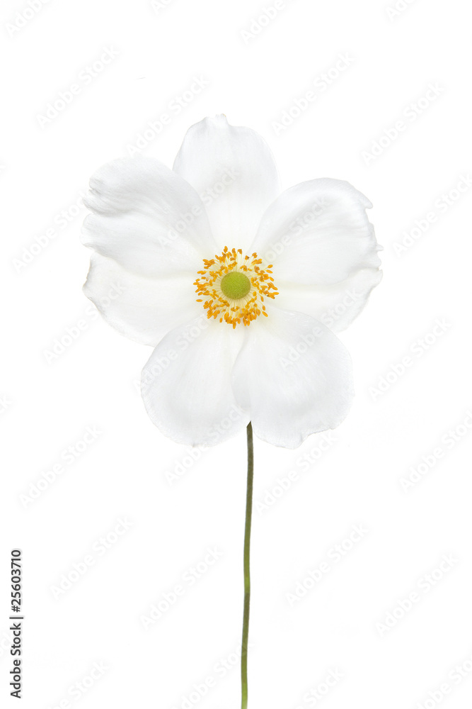 white anemone isolated white anemone isolated
