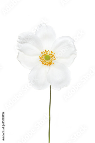 white anemone isolated photo