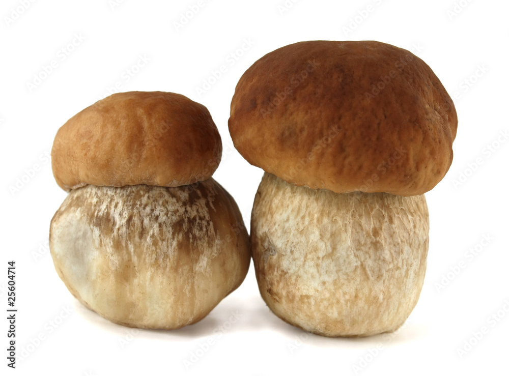 Boletus mushroom on a white background Boletus mushroom on a white background