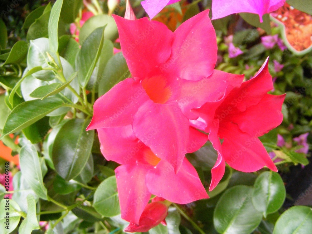 Obraz premium pink flowers