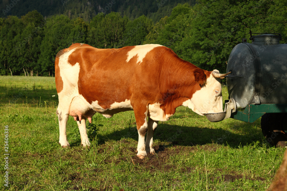 Cow with horn is drinking water - Kuh Hörner trinken Cow with horn is drinking water - Kuh Hörner trinken