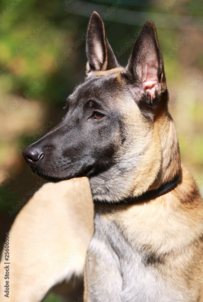 Naklejka premium Mallinois