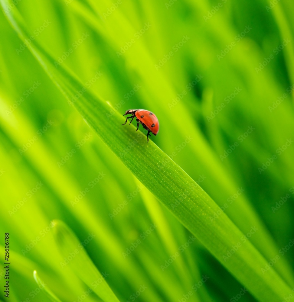 Ladybug on a fresh grass