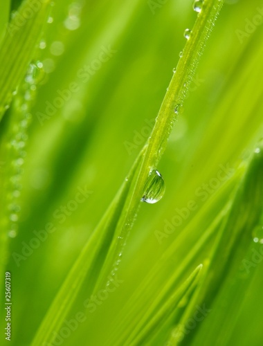 Fresh green grass with water drops on it