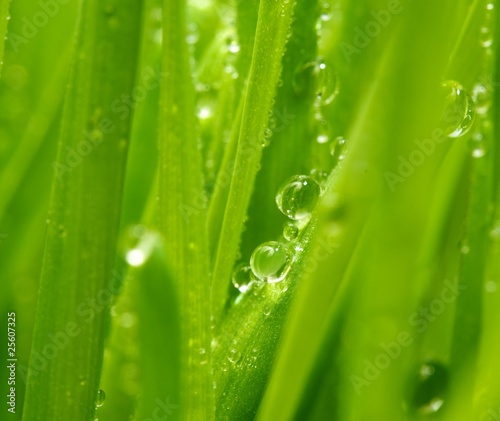 Fresh green grass with water drops on it
